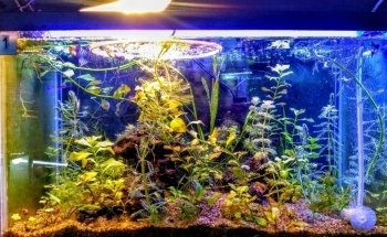 Acuario y Mascotas ORIGEN