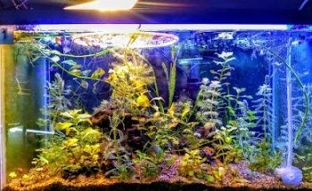 Acuario y Mascotas ORIGEN