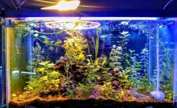 Acuario y Mascotas ORIGEN