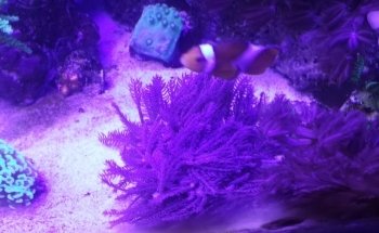 Acuario REEF CHEM