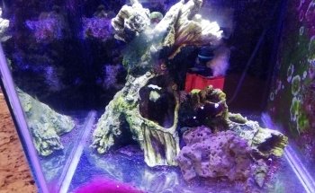 Acuario REEF CHEM