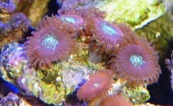 Acuario REEF CHEM