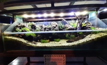 ACUARIO ARRECIFES