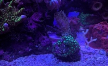 REEF AQUARIUM