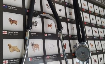 Wapos Veterinaria