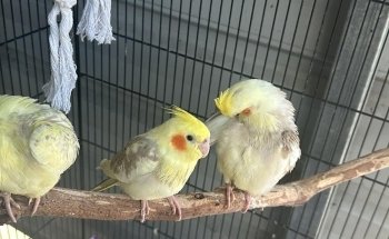 Fins Fangs Feathers & Fur