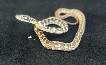 Fins Fangs Feathers & Fur