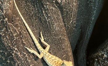 Fins Fangs Feathers & Fur