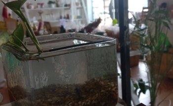 Acuario Isla Tortuga sucursal Coatepec