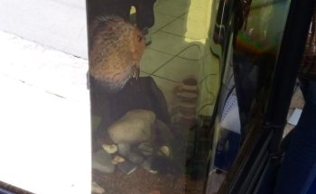 Acuario Isla Tortuga sucursal Coatepec