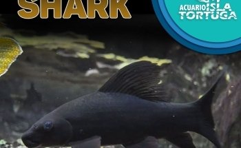 Acuario Isla Tortuga sucursal Coatepec