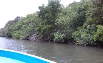 TilaNet -Calidad Total en Cria de Tilapia-