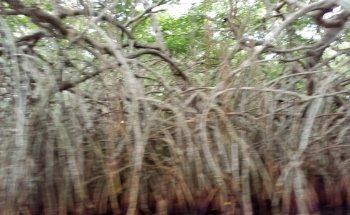 TilaNet -Calidad Total en Cria de Tilapia-