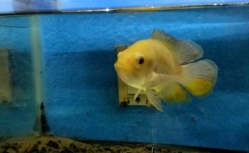 Deep Nature Aquarium