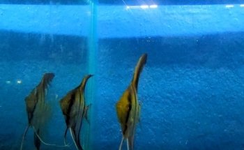 Deep Nature Aquarium