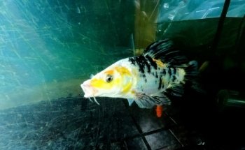 Deep Nature Aquarium