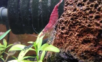 Deep Nature Aquarium