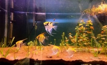 Acuario Naturaleza Profunda