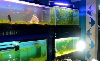 Deep Nature Aquarium