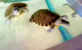 Acuario Vida Salvaje