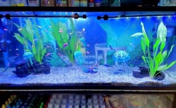 Acuario Vida Salvaje