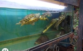 Acuario Vida Salvaje