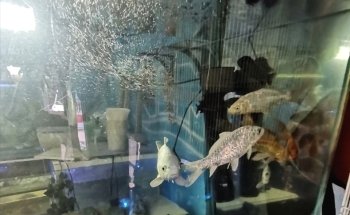 Acuario Vida Salvaje