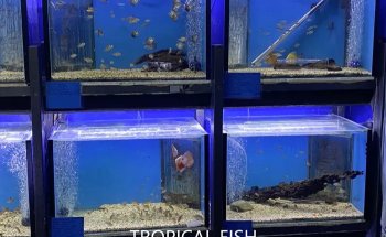 Summerland Aquariums