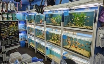 Summerland Aquariums