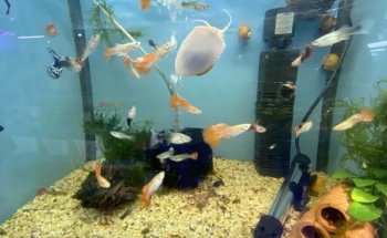Summerland Aquariums