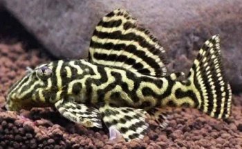 Summerland Aquariums