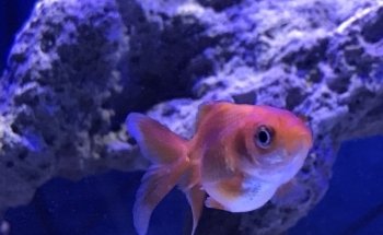 Acuario Nemo