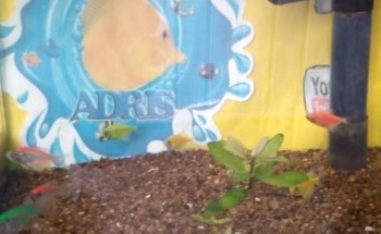 Acuario Adris