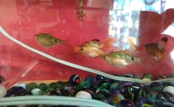 Acuario Adris