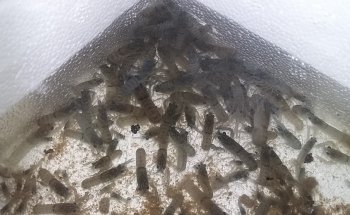 Granja Exotipez Aguascalientes