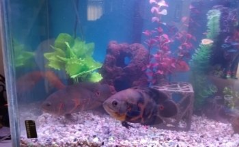 Riomar Aquarium
