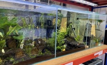 Aura Aquarium