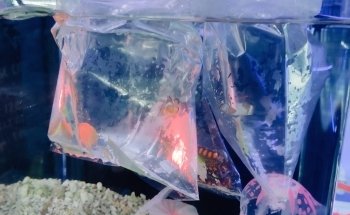 ACUARIUM CENTER FISH