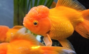 ACUARIUM CENTER FISH