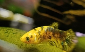 ACUARIUM CENTER FISH