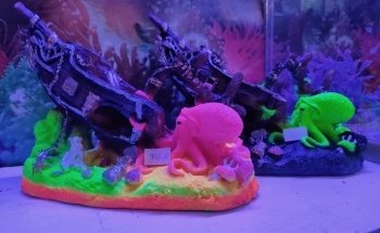 ACUARIUM CENTER FISH