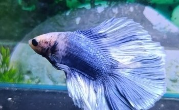 ACUARIUM CENTER FISH