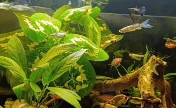 ACUARIUM CENTER FISH