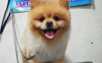 Estetica canina y Acuario