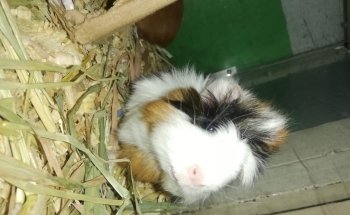 Estetica canina y Acuario