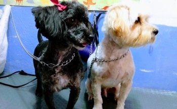 Estetica canina y Acuario