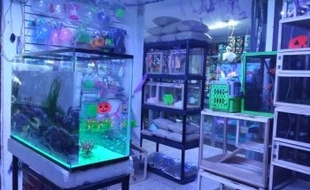 Acuario Nemo Jr. Uno