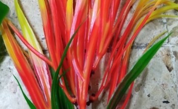 Acuario Nemo Jr. Uno