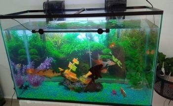 Acuario Nemo Jr. Uno