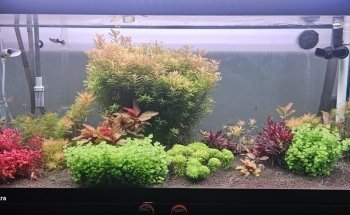 ADT’S Aquascape